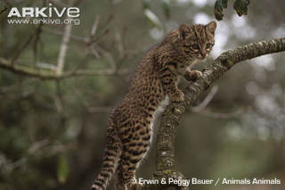 Illustration for article titled Caturday - Leopardus geoffroyi Edition